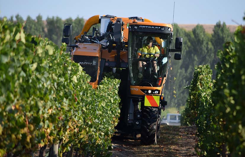 Brand new PELLENC Optimum Selectiv'  Process 2 Harvester picking Chardonnay