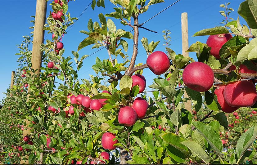 Growing a perfect apple is a 12 month process.  We want to be a part of that process...