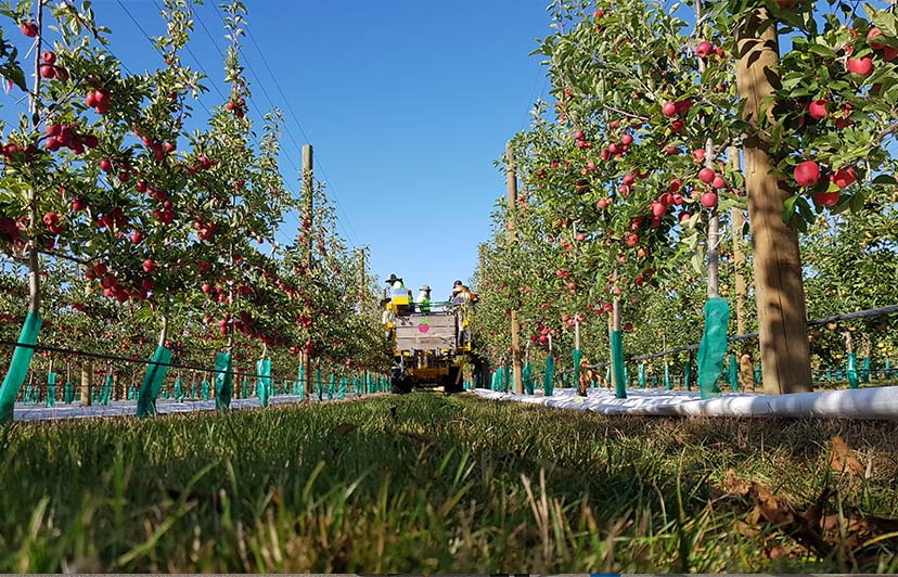 The most efficient way to harvest Rockit Apples!